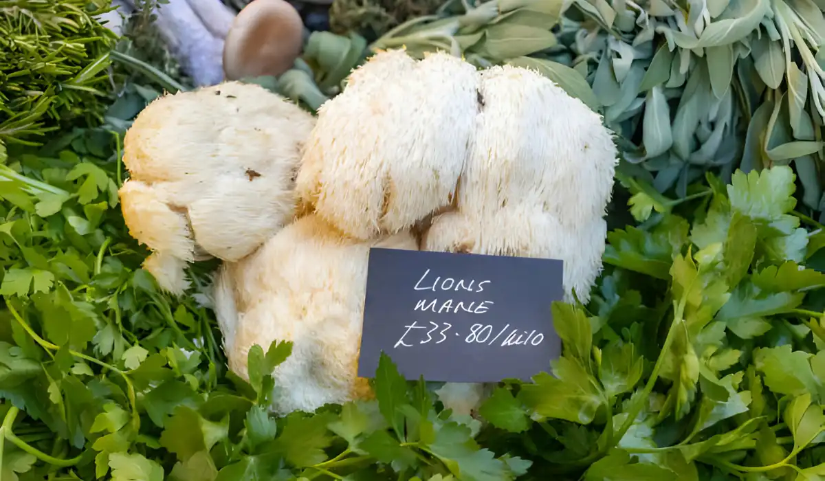 Lions Mane Powder